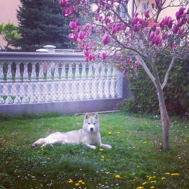 malena u dvoristu.jpg